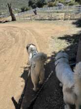 Dealla and Cahira heading out on a walk