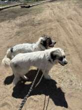 These girls are no longer shut down.