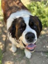 Bear, Garda's best buddy.