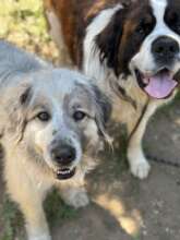 Happy faces on Garda and Bear, thanks to you!