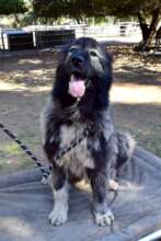 Irbis after her first grooming session!