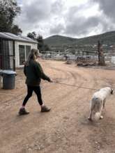 Volunteer walking Dealla