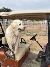 Landon loves his golf cart.