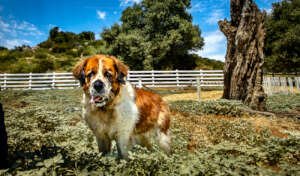 Barley is always smiling.