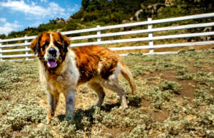 Barley loves exploring the ranch