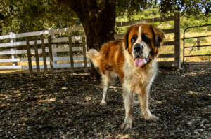 Welcome home Barley!