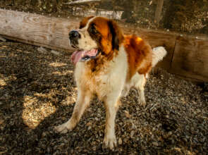 Barley absolutely loves people.