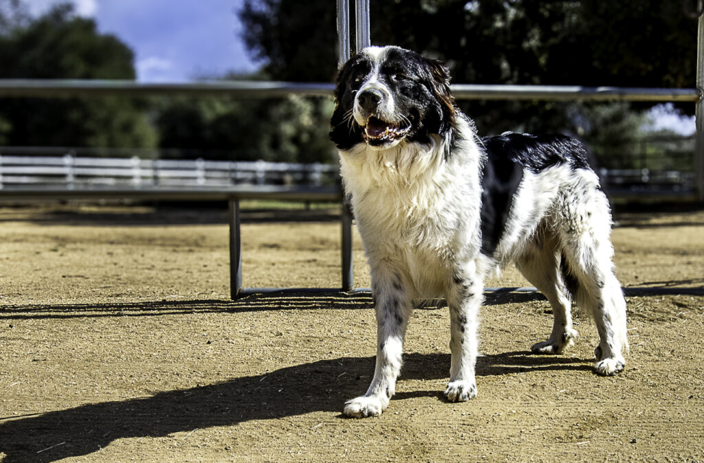 Going To The Dogs