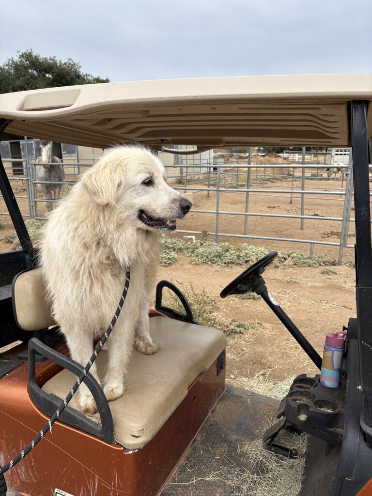 Going To The Dogs