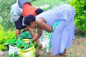 weeding the vegetables