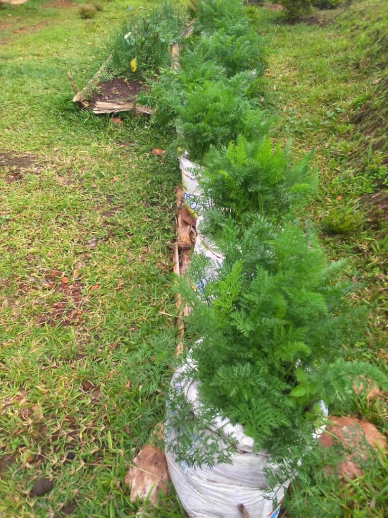 kitchen garden