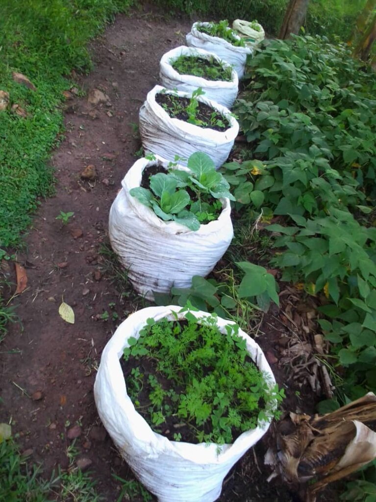 kitchen garden