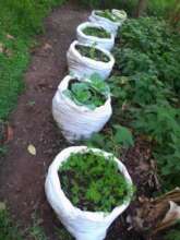 kitchen garden