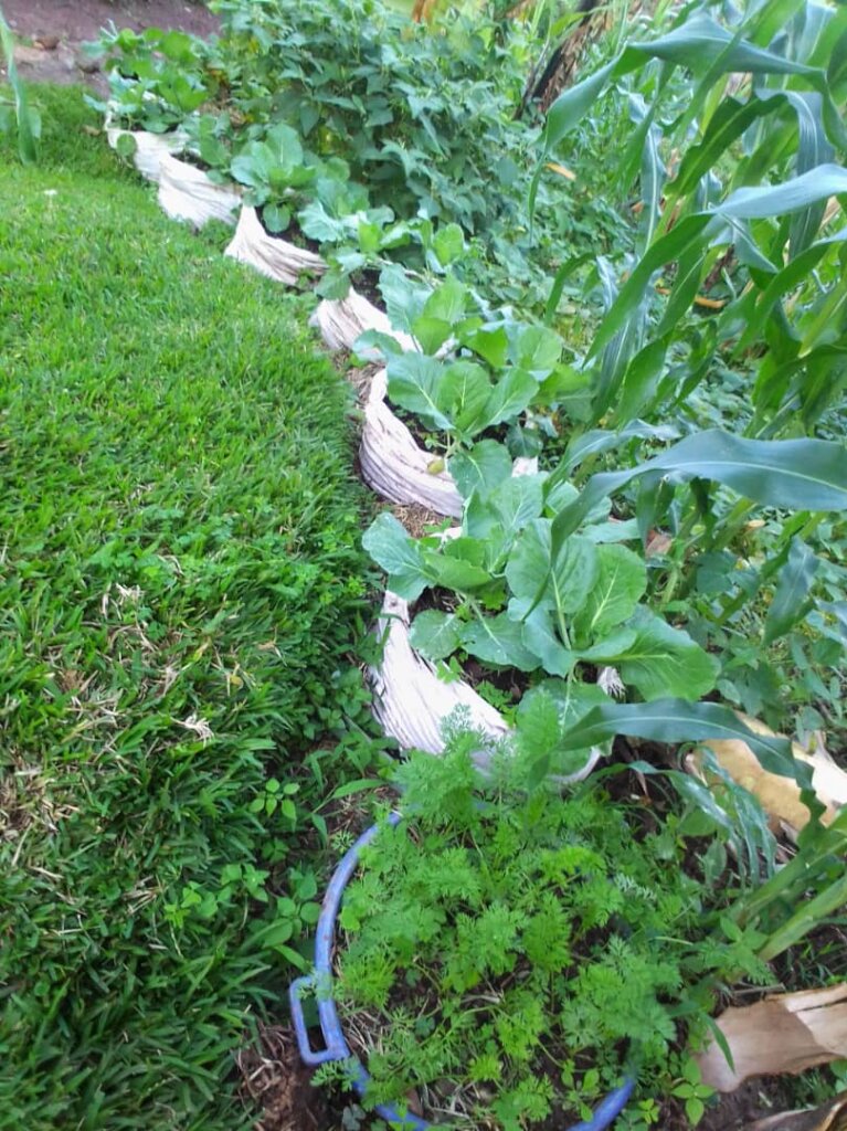 kitchen garden