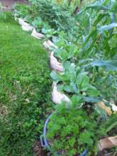 kitchen garden