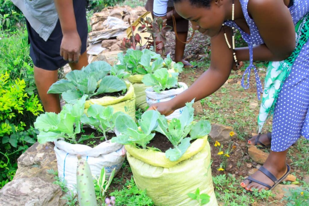 Growing Vegetables in 1000 families in Uganda GlobalGiving
