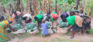 women doing kitchen gardens