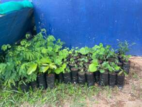 Seedlings produced by the kids in Nuario