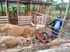 Improved buildings for animal shelter