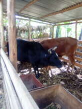 Improved buildings for animal shelter