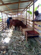 Improved buildings for animal shelter