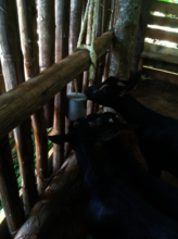 Animals enjoying multi-nutritional blocks