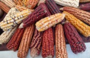 Support Women Led Seed Banks Save Indigenous Seeds