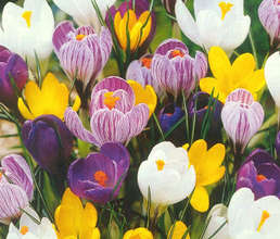 The Flowers are Blooming