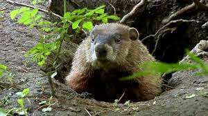 Groundhog's Day