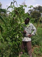 aclient  in his passion fruit Garden