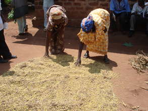 Abeneficiary after harvesting her beans.