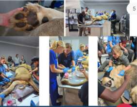 Animal Health Check-ups