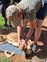 Checking the legs and cushions of his feet