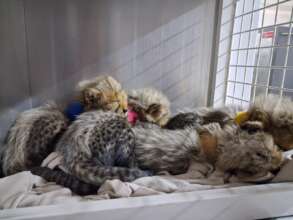 Cubs in clinic after being treated
