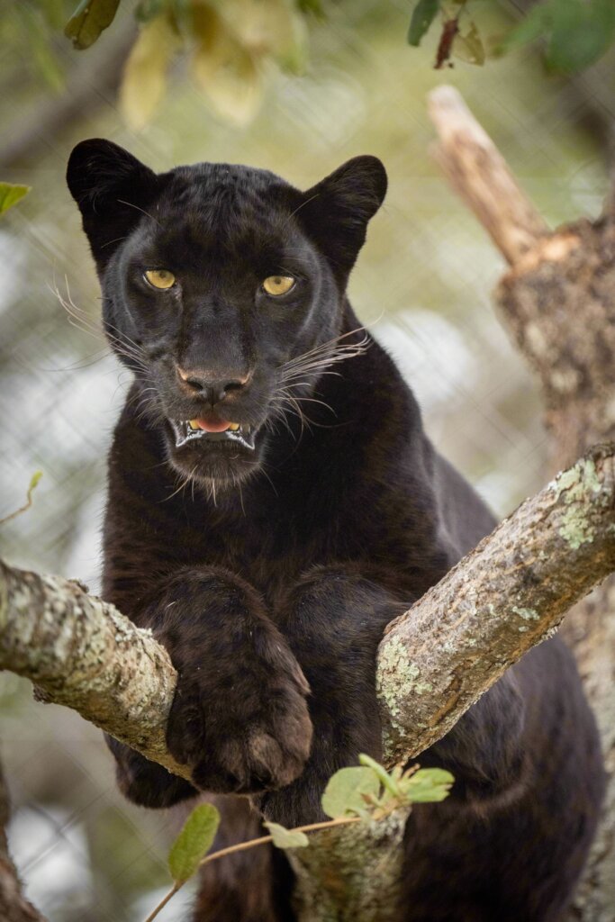 ZA Cheetah Conservation - Animal Care Bills