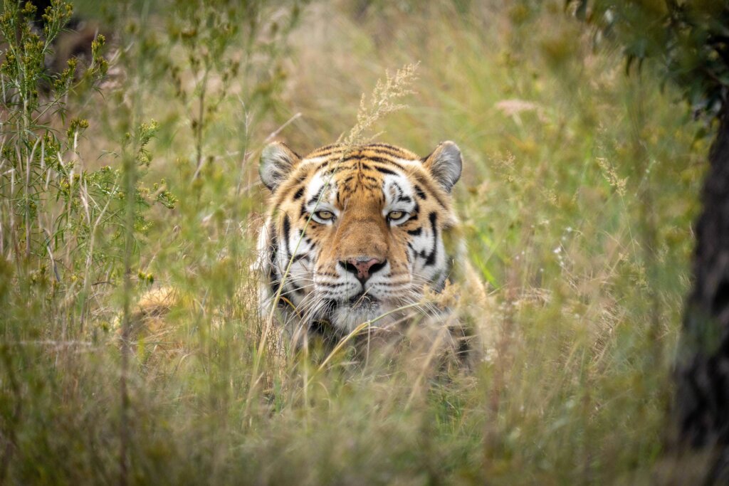 ZA Cheetah Conservation - Animal Care Bills