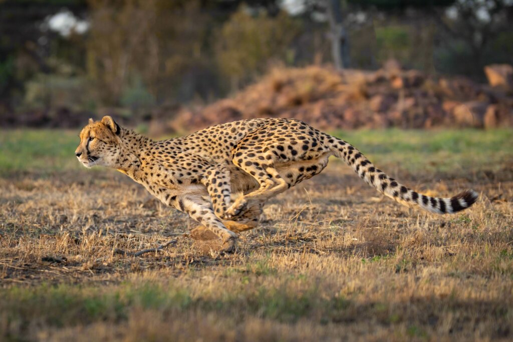 ZA Cheetah Conservation - Animal Care Bills - GlobalGiving