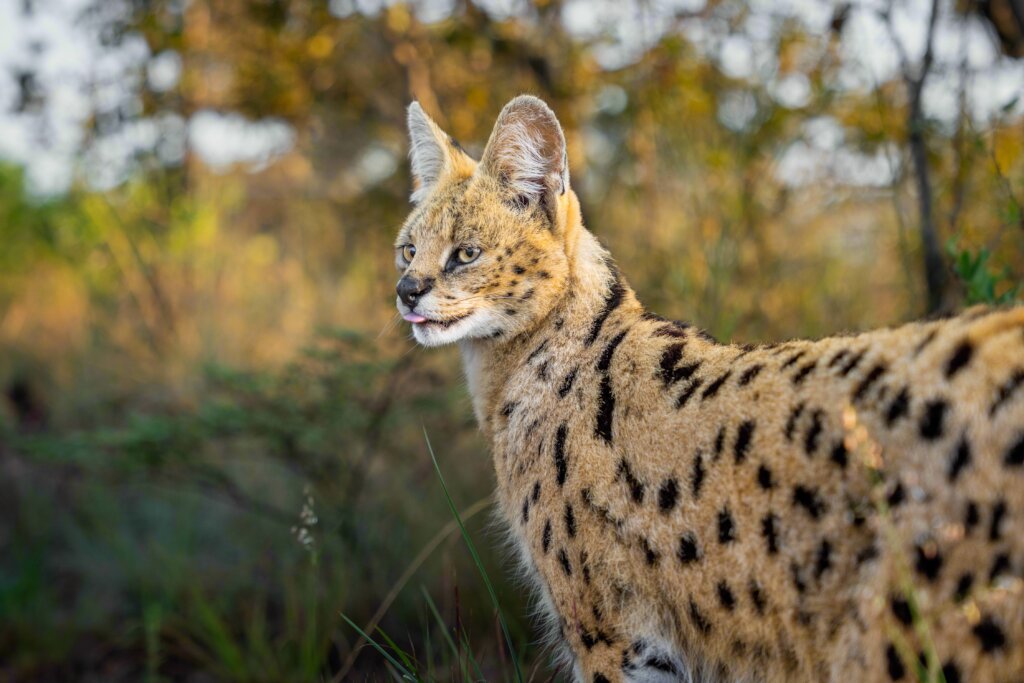 ZA Cheetah Conservation - Animal Care Bills