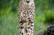 ZA Cheetah Conservation - Animal Care Bills