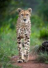 ZA Cheetah Conservation - Animal Care Bills
