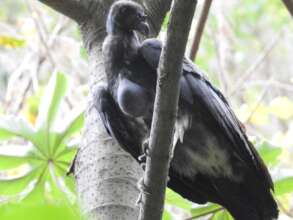 Juvenile king vulture