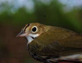 An ovenbird. Some have returned for 5 winters.