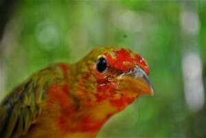 Young summer tanager
