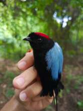 Long-tailed Manakin