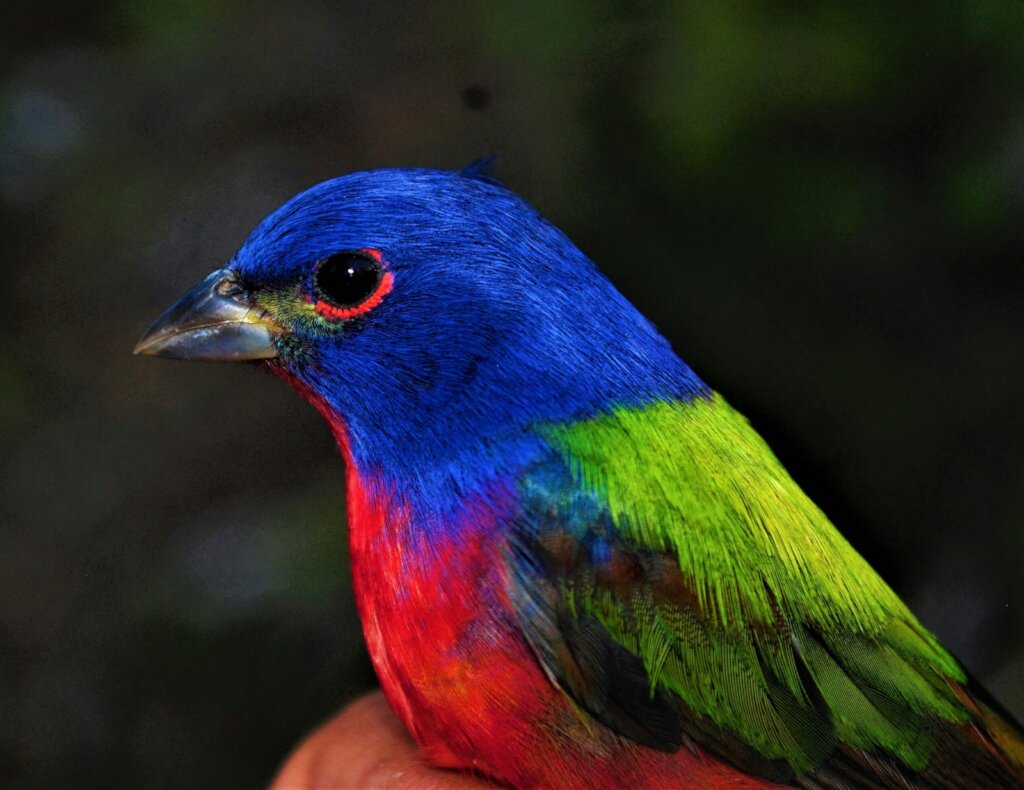 Painted bunting, a bird that winters in Central Am