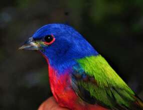Painted bunting, a bird that winters in Central Am