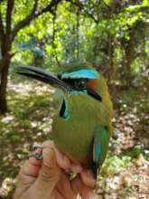 Turquoise browned Motmot