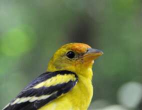 Western tanager at the bird-banding station