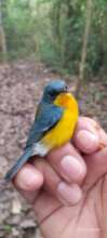 Tropical parula, resident bird at the station