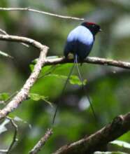 Resident bird long-tailed manakin